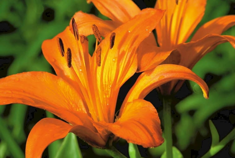 Lilia z grupy mieszańców azjatyckich Lilia z grupy mieszańców azjatyckich