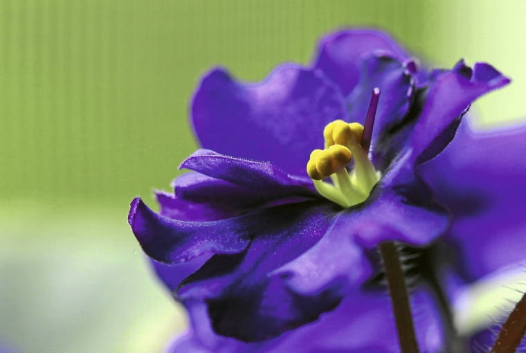 'Purpurea' 'Purpurea'