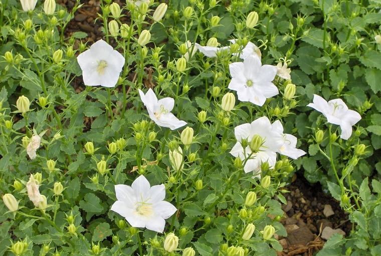 Dzwonek karpacki (Campanula carpatica) Dzwonek karpacki (Campanula carpatica)