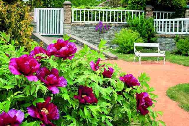 Piwonia krzewiasta może być prawdziwą ozdobą naszego ogrodu Piwonia krzewiasta może być prawdziwą ozdobą naszego ogrodu