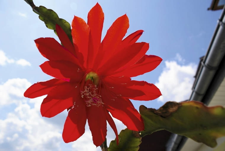 Epifilum 'Grand Rouge' Epifilum 'Grand Rouge'