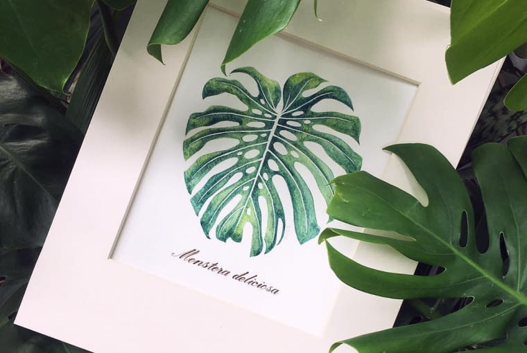 Monstera Monstera