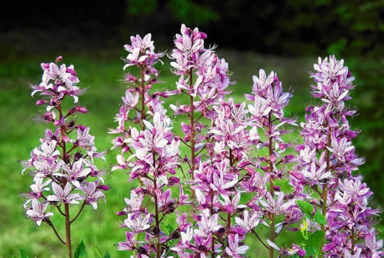 Dyptam jesionolistny Dyptam jesionolistny