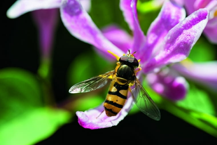 Kwiaty wiciokrzewu mocno pachną przed deszczem, przyciągając chmary owadów. Kwiaty wiciokrzewu mocno pachną przed deszczem, przyciągając chmary owadów.