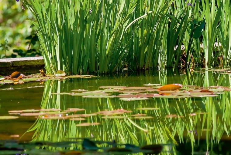 Dziki irys Dziki irys