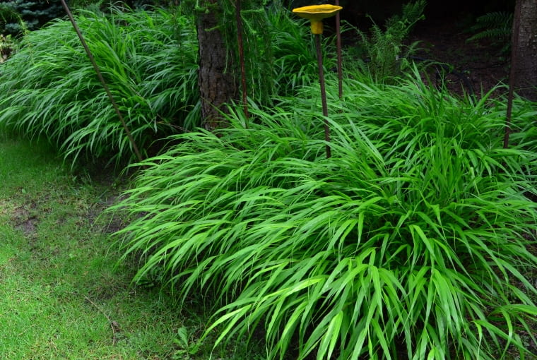 Hakonechloa macra 'Greenhills' Hakonechloa macra 'Greenhills'