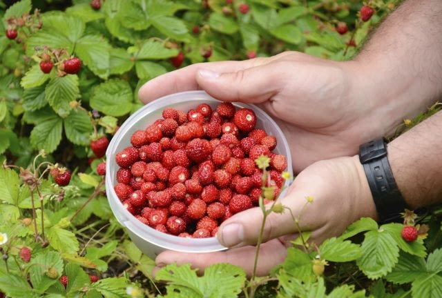 Fresh harvested wild strawberry8BIMhttp://www.gettyimages.comC%#