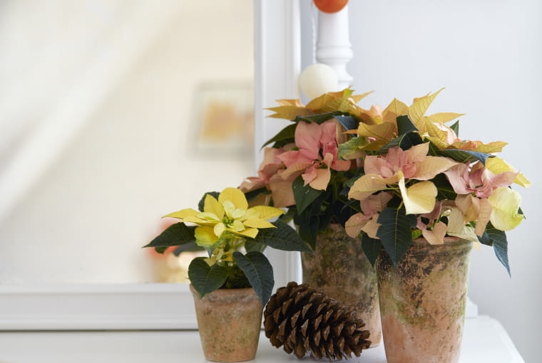 Dekoracje z gwiazdą betlejemską