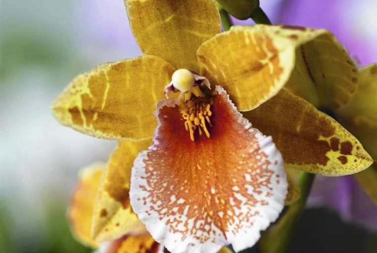 Jęzatka - jeden z gatunków mieszańcowych. Jęzatka - jeden z gatunków mieszańcowych.