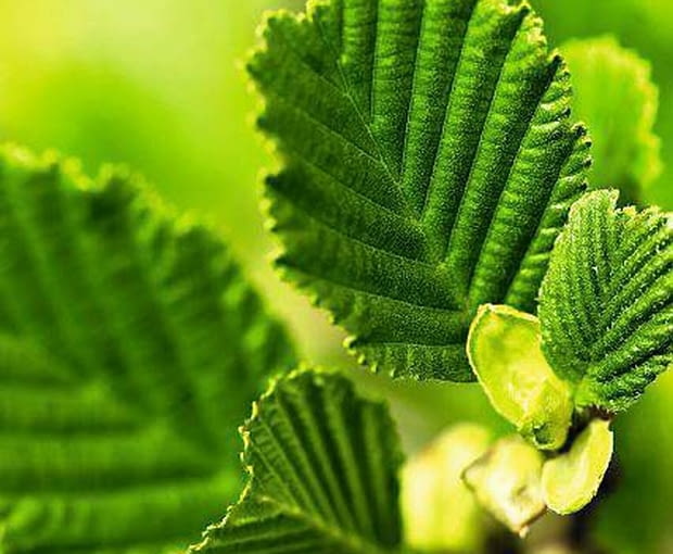 Oczar omszony Oczar omszony