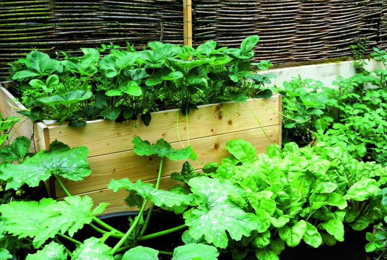 Do stworzenia warzywnika na balkonie możemy wykorzystać drewniane skrzynie Nowalijki