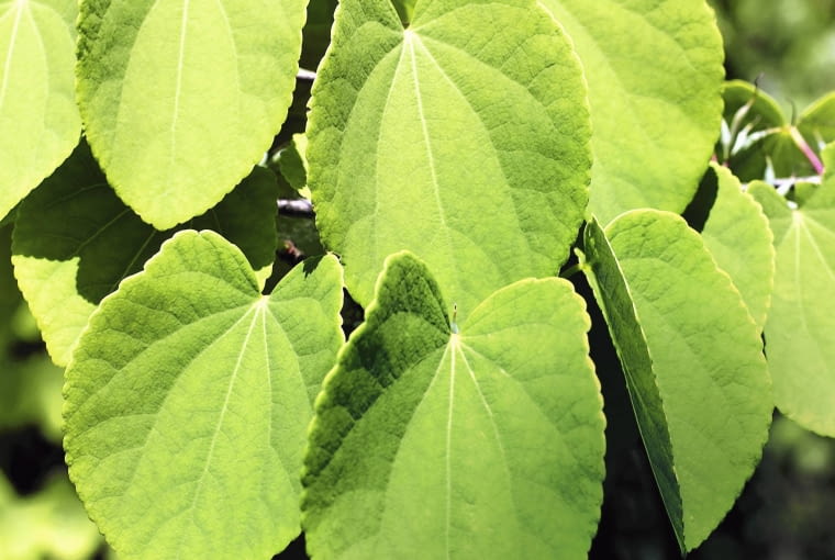 Liście grujecznika mają 5-8 cm długości. Jesienią pachną jak... świeże pierniczki. Liście grujecznika mają 5-8 cm długości. Jesienią pachną jak... świeże pierniczki.