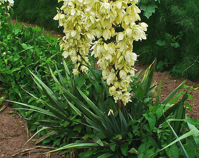 Juka karolinska Encyklopedia roślin: Juka karolinska