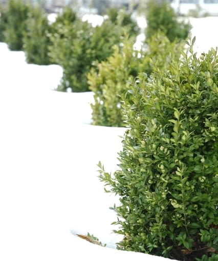 Bukszpan wieczniezielony (Buxus sempervirens) Bukszpan wieczniezielony (Buxus sempervirens)