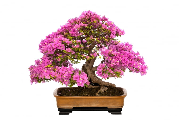Bougainvillea bonsai Bougainvillea bonsai