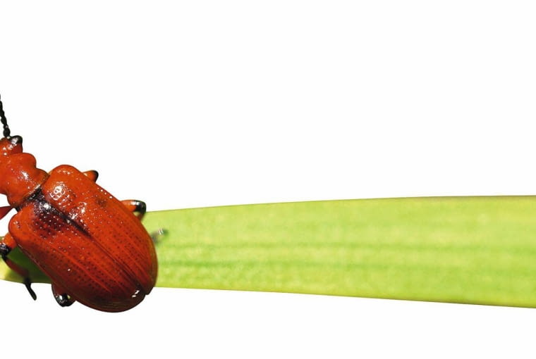 Poskrzypka liliowa Poskrzypka liliowa