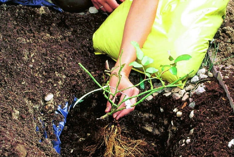 Krok 2. Kopiemy dołek o głębokości i szerokości minimum 30 cm. Spulchniamy jego dno oraz boki, dosypując nieco przekompostowanego obornika lub mineralnego nawozu zimowego. Pośrodku dołka usypujemy kopczyk ziemi. Rozkładamy na nim korzenie sadzonki tak, by się nie zaginały do góry. Obsypujemy je podłożem, lekko unosząc roślinę, aby ziemia wypełniła przestrzenie między korzeniami.