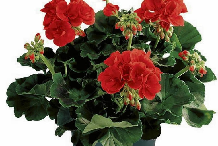 Pelargonia rabatowa 'Top Barbarossa' Pelargonia rabatowa 'Top Barbarossa'