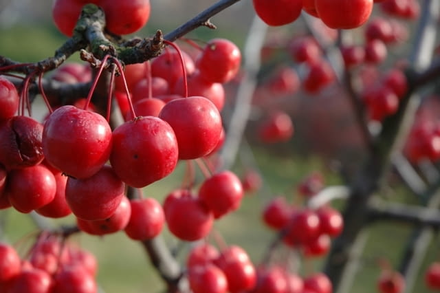 Jabłoń ozdobna (Malus) 'Ola' Jabłoń ozdobna (Malus) 'Ola'