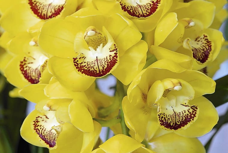 'Mere Je T'aime' - odmiana o łodygach zwisających.