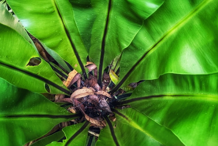 Asplenium antiquum 'Victoria' Asplenium antiquum 'Victoria'