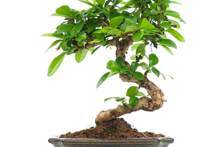Carmona retusa bonsai Carmona retusa bonsai