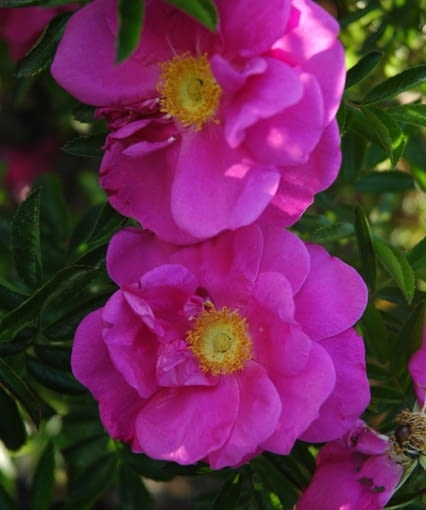 Róża okrywowa Dart's Defender