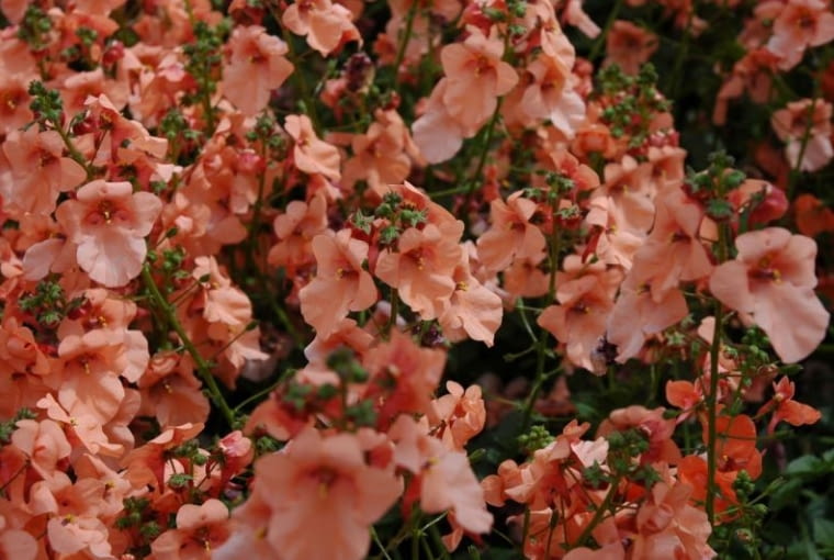 Diascia 'Apricot' z serii Breezee Diascia 'Apricot' z serii Breezee