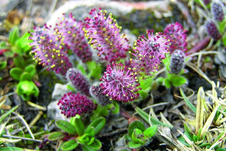 Męskie kwiatostany (kotki) wierzby alpejskiej rozwijają się, gdy tylko stopnieje śnieg. Męskie kwiatostany (kotki) wierzby alpejskiej rozwijają się, gdy tylko stopnieje śnieg.