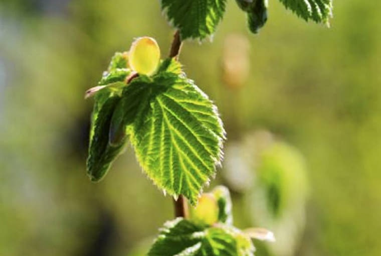 Grab pospolity Grab pospolity