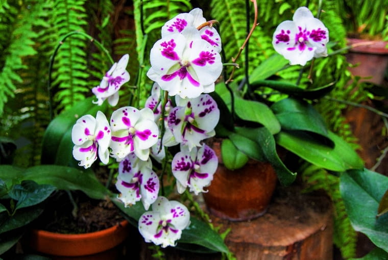 Gdy falenopsis przekwitnie, na kilka tygodni przestajemy go podlewać, by odpoczął. Wtedy zawiąże nowe pąki.