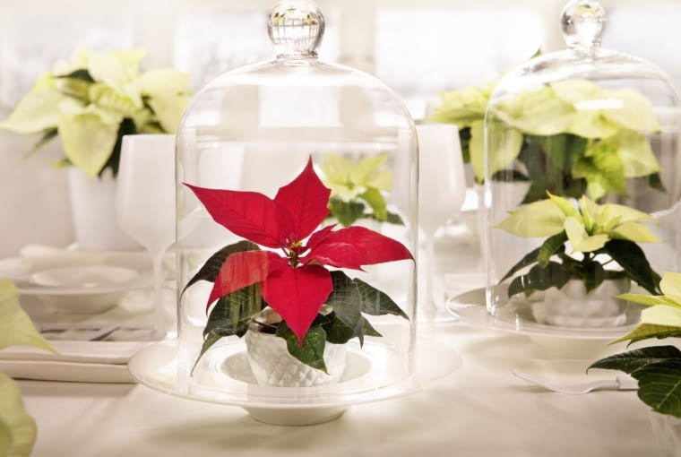 Pewnego razu, za górami, za lasami, żyła sobie gwiazda betlejemska, obdarzona niezwykłą mocą. Wszędzie gdzie się pojawiała, wnosiła świąteczną atmosferę i sprawiała, że oczekiwanie na pierwszą gwiazdkę na niebie było znacznie milsze... Gwiazda betlejemska, nazywana również poinsecją, jest jedną z najbardziej popularnych roślin w okresie Bożego Narodzenia. W tym roku projektanci i floryści zaprezentowali niecodzienne, magiczne kompozycje z nią w roli głównej. Gwiazdy betlejemskie unoszące się nad stołem, zawieszone w szklanej kuli na choince lub jak obraz na ścianie, zachwycą gości i umilą czas w gronie rodziny i przyjaciół. Są też miłą alternatywą dla tradycyjnych aranżacji. Więcej propozycji - stars-for-europe.com <BR /> GWIAZDA BETLEJEMSKA. Piękne ozdoby z poinsecją w roli głównej.