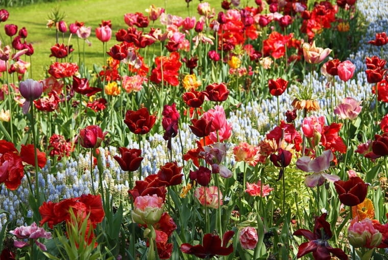 Kompozycje z tulipanów Kompozycje z tulipanów