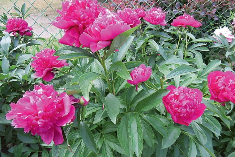 'Amabilis' 'Amabilis'