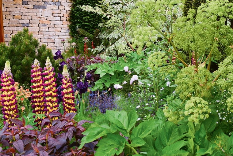 Zielone baldachy. Kopry, arcydzięgiele, biedrzeńce, marchwie i pietruszki. Dawniej nikomu nie przyszłoby do głowy, że mogą zostać potraktowane jako rośliny ozdobne. Tymczasem dziś gatunki z rodziny selerowatych, inaczej baldaszkowatych, są szlagierem. Ich parasolowate, pełne wyrazu sylwetki zdobią niejeden wytworny ogród.