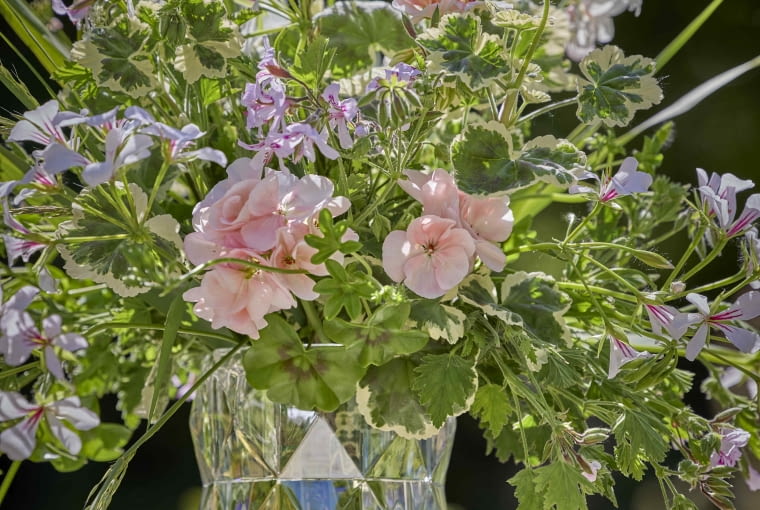 Pelargonie jako kwiaty wielkanocne