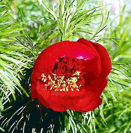 Piwonia delkatna (Paeonia tenuifolia) rośnie dziko na suchych łąkach w południowo-wschodniej Europie. Wymaga suchego i słonecznego stanowiska o glebie bogatej w wapń. Zakwita na początku maja.