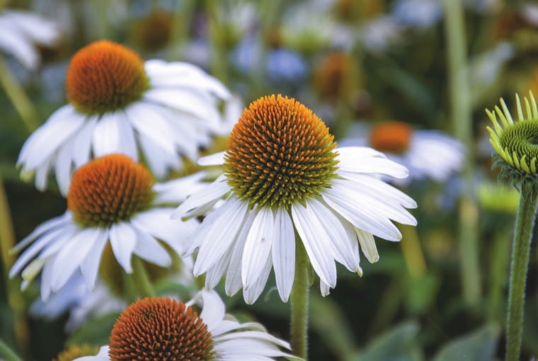 JEŻÓWKA 'BABY SWAN WHITE'