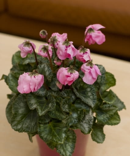 Cyklameny - kwiaty doniczkowe kwitnące jesienią