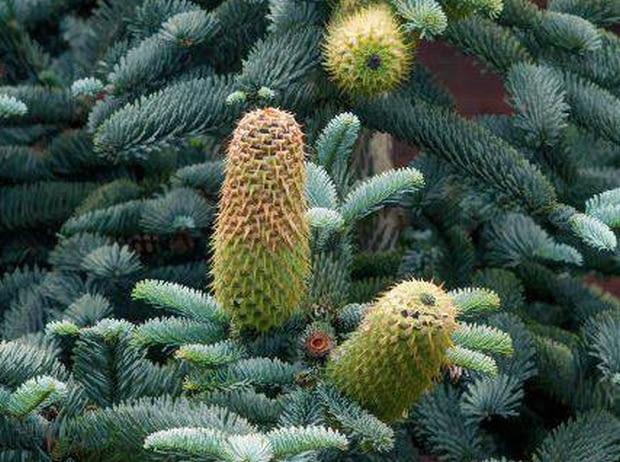 s SLOWA KLUCZOWE: abies procera GLAUCA jodla szlachetna conifer iglaste kika wr?blewska szczecin jodla szyszka
