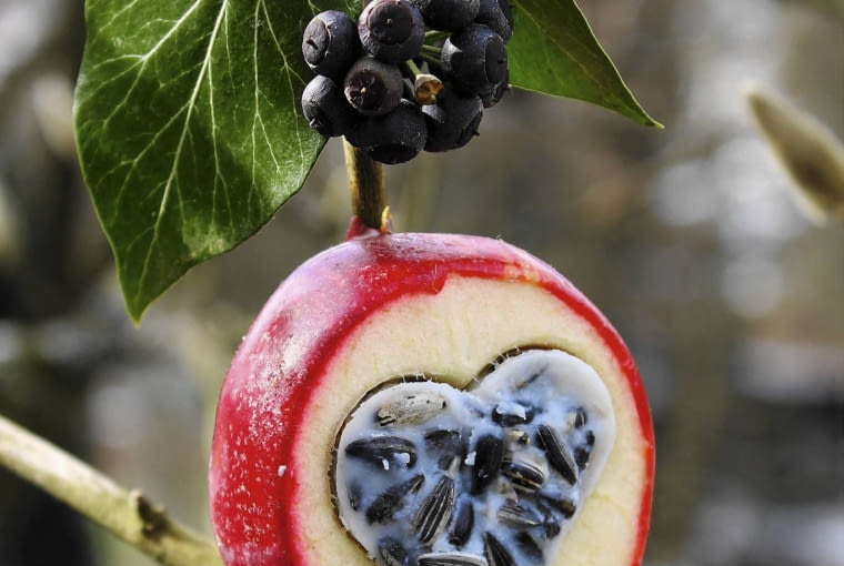 jabłko nadziane Gef´llter Apfel als Vogelfutter - Herzform mit Sonnenblumenkernen in Fett SLOWA KLUCZOWE: Apfel Ast aufgespie?t ausgeh^lt au?en Baum Deko-Idee Dekoration Efeu Efeubeeren Fett Fettfutter Garten gef´llt gr´n h?ngt Herz Hochformat Idee Kordel Kreativ-Idee Meisenk^rner rot schwarz Selbermachen selbst gemacht Stock Streufutter Vogel Vogelfutter Weihnachten Weihnachtsdekoration Winter Winterf´tterung winterlich