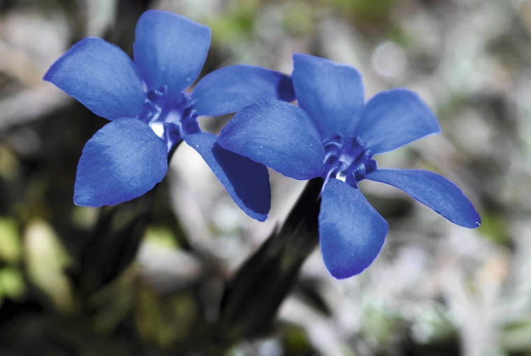 Goryczka wiosenna rozpoczyna swoje kwitnienie wczesna wiosną a kończy w lipcu. Podczas słonecznej i ciepłej jesieni powtórzy swoje kwitnienie.