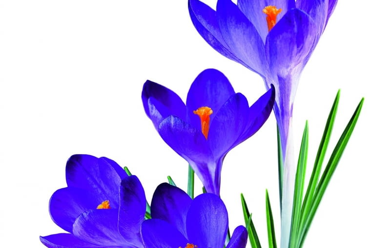 Ładna dekoracja. Wiosną tradycyjnie hoduje się krokusy i hiacynty. A gdyby tak zamiast doniczki wybrać - zgodnie z najnowszymi trendami - duży szklany słój? Opatul cebulkę z pąkami mchem, obłóż białymi kamieniami. Wkrótce zakwitnie.