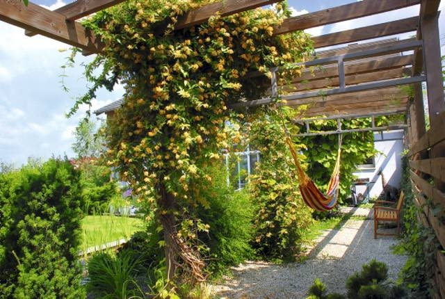 Cienisty pasaż pod dachem z pnączy - świetne rozwiązanie tam, gdzie brak miejsca na solidne drzewo. Na Nastrój tego ogrodu zbudowano na zasadzie kontrastu - tworzą go uporządkowane niskie partery z bukszpanu i swobodne 'słupy' pnączy, które zastępują drzewa