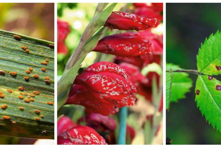 Choroby roślin Choroby roślin