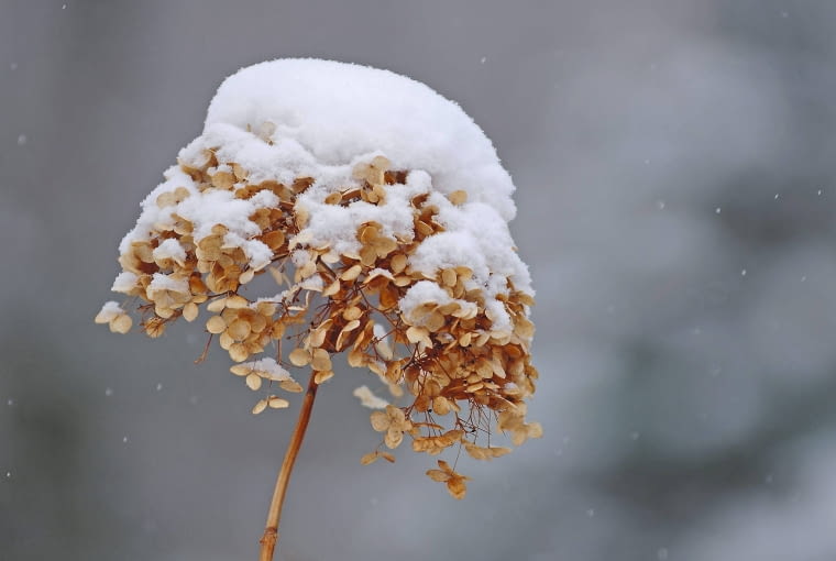 Hortensja drzewiasta (krzewiasta) tworzy pąki wiosną na młodych przyrostach i kwitnie niezawodnie. Na zdjęciu: zaschnięty kwiatostan.