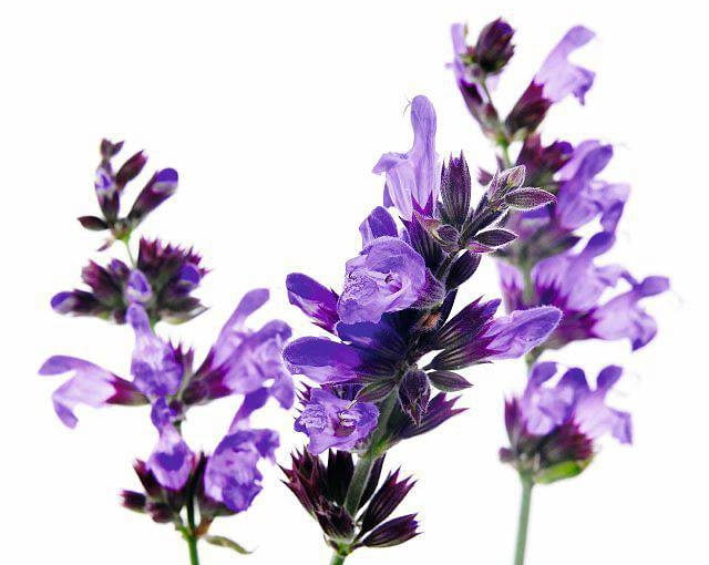 Szałwia kwiaty Szałwia kwiaty