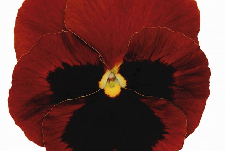 Bratek 'Matrix Red Blotch' Bratek 'Matrix Red Blotch'