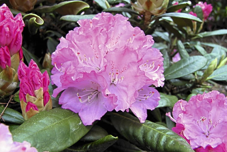 Różanecznik 'Bolesław Chrobry'