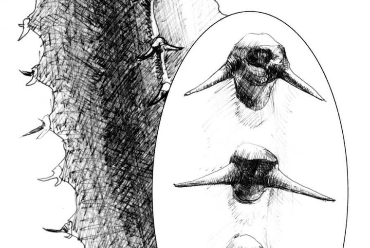 Ciernie pochodzenia przylistkowego u wilczomlecza Ciernie pochodzenia przylistkowego u wilczomlecza